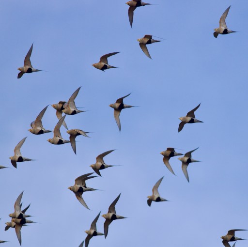 Irruption of Pallas’s Sandgrouse in Beijing