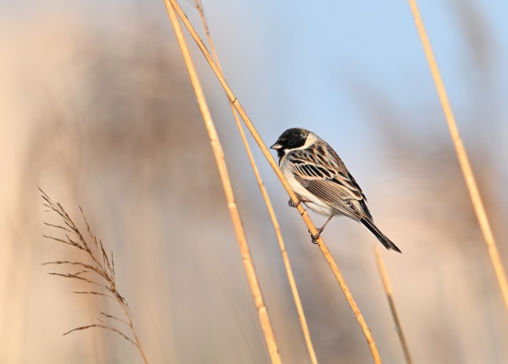 Pallas’s Buntings (Emberiza pallasi, 苇鹀 Wěi wú) in Beijing: a mini-study from Shunyi District