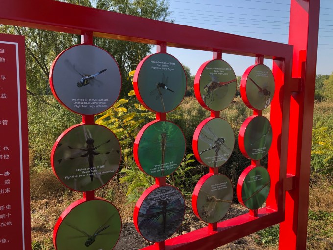 Local dragonfly reserve established in Beijing