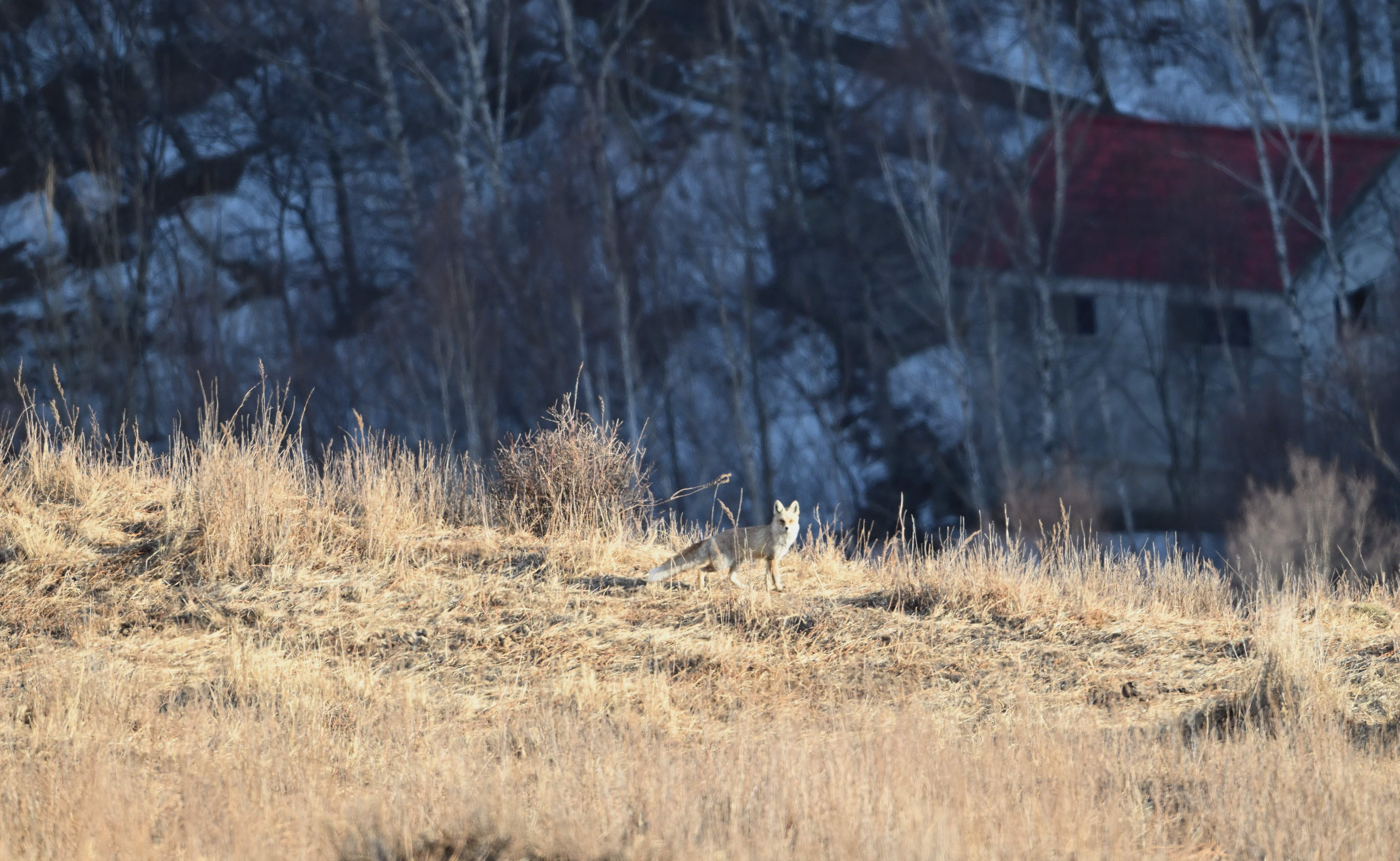 Red Fox, Lingshan, Beijing