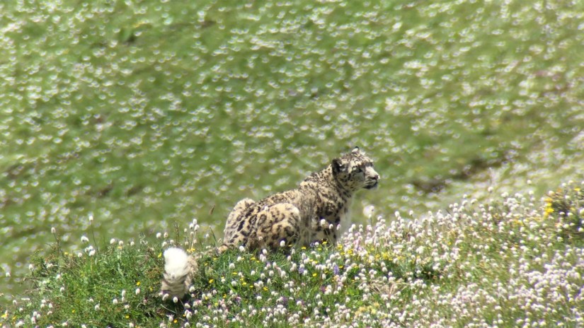 First Large-scale Assessment of Snow Leopard Population in China