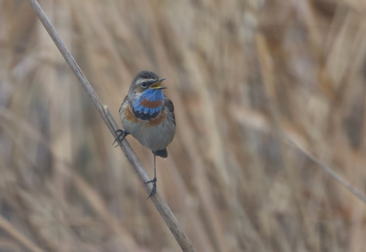 Bluethroat mimicry
