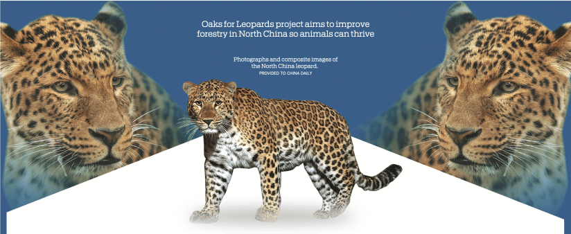 Bringing the leopard home (to Beijing)