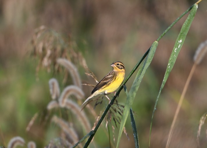 Autumn Yellow-breasted Buntings in Beijing