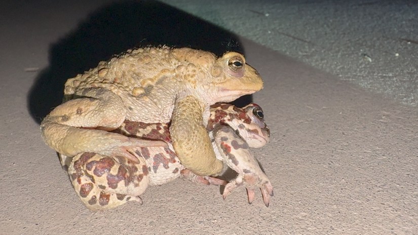 A Toad Chorus