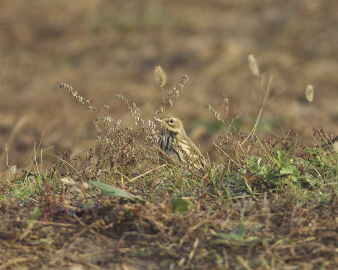 Red-throated Pipit, Ma Chang, Beijing