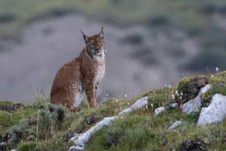 2026 Nature Watch Festival on the Tibetan Plateau